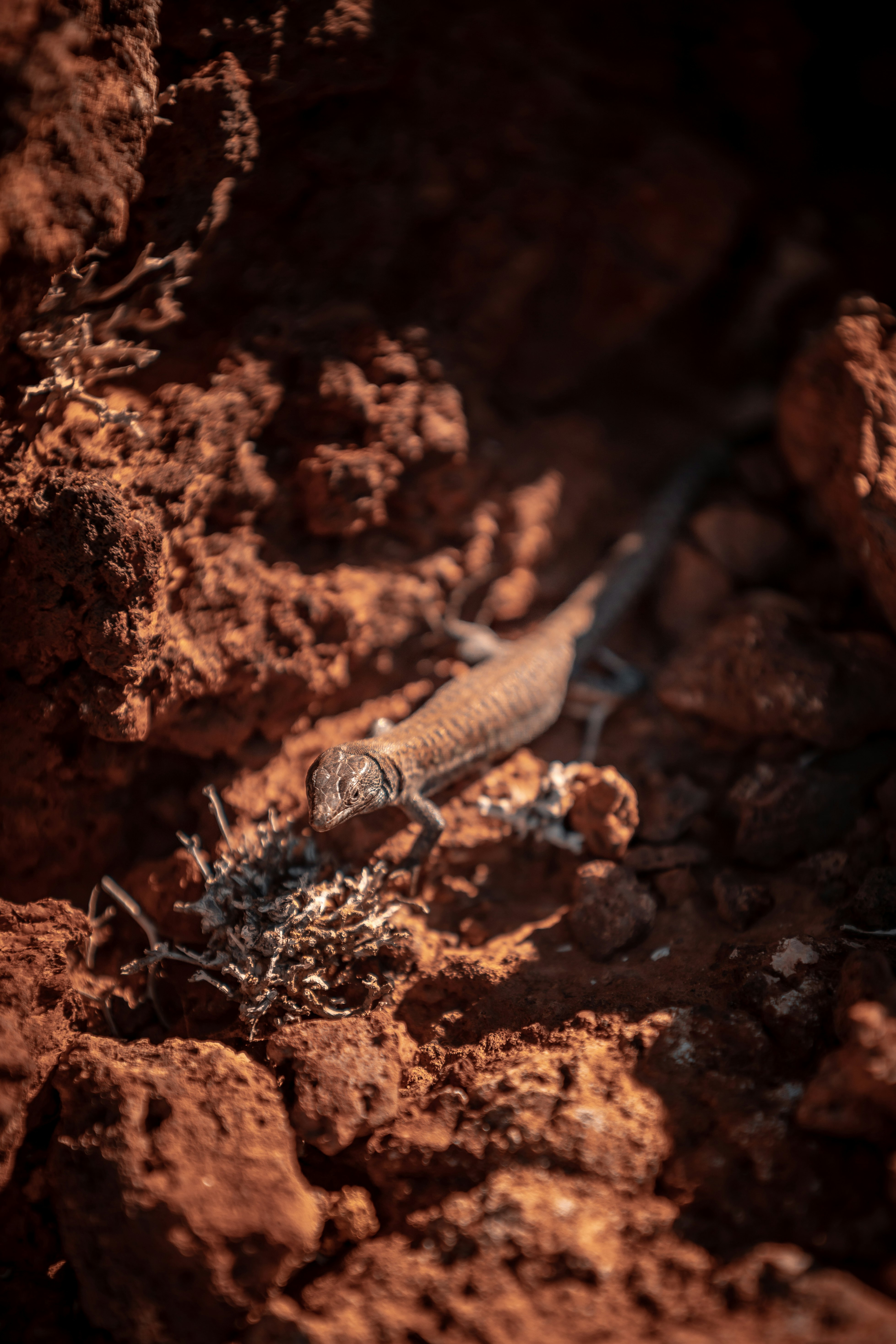 brown and white lizard on brown soil